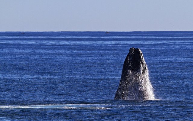 Southern Right Whales